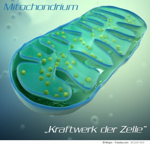 3d rendering of a Mitochondrium – microbiology illustration von Mopic bei Fotolia.com#22891965